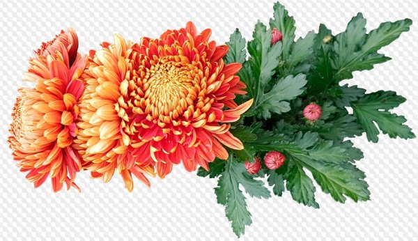 Листья хризантемы