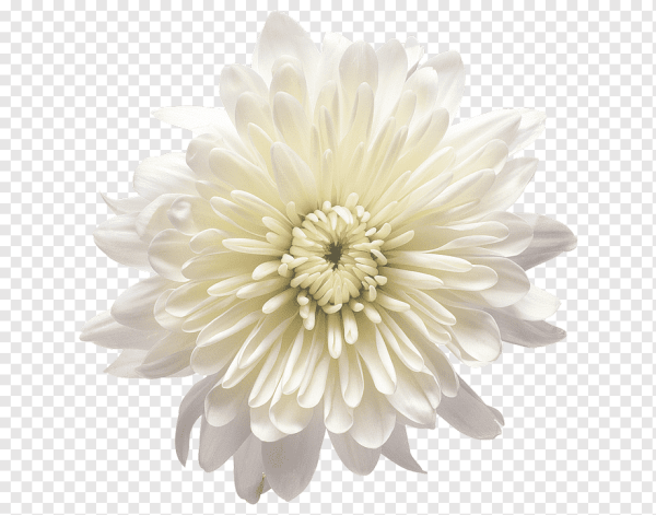 Лепестки хризантемы