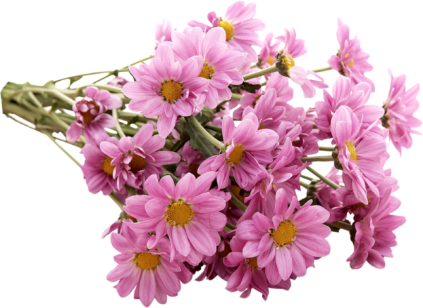 Хризантема кустовая