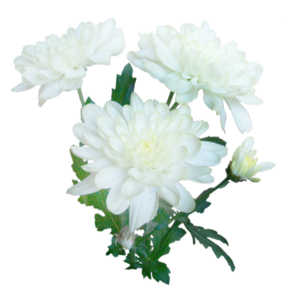 Хризантемы на прозрачном фоне