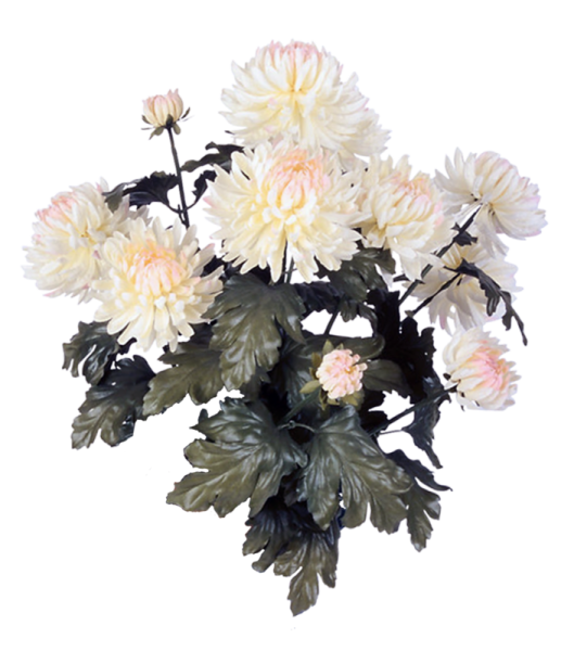 Каприо Хризантема одноголовая