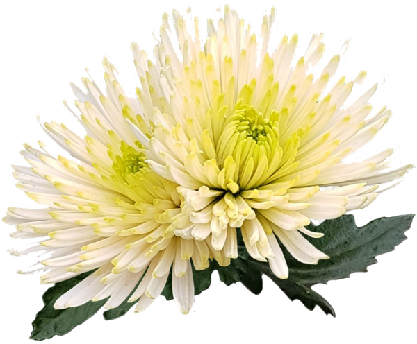 Оранжевый пион Хризантема