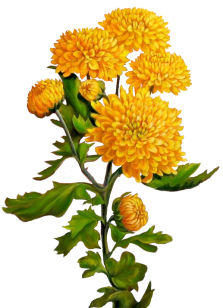 Календула Хризантема