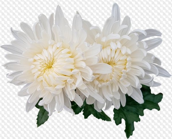 Хризантема на белом фоне