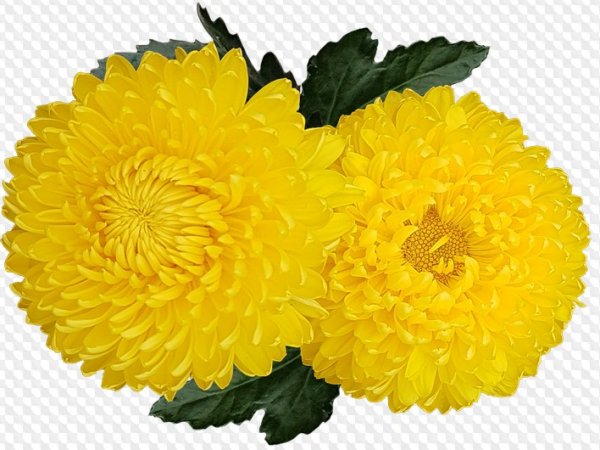 Хризантема балерина