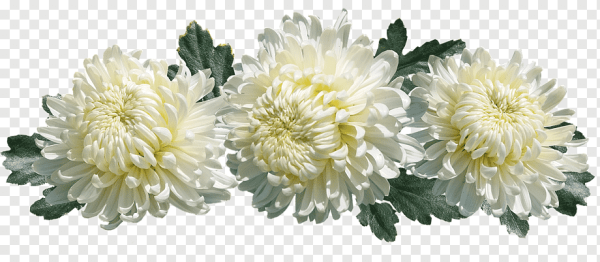 Хризантема кустовая Зембла сорта