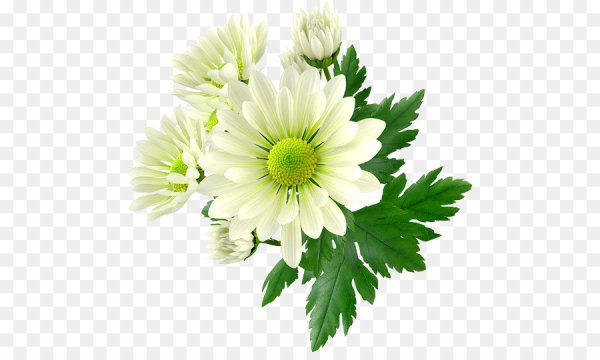 Хризантема на белом фоне