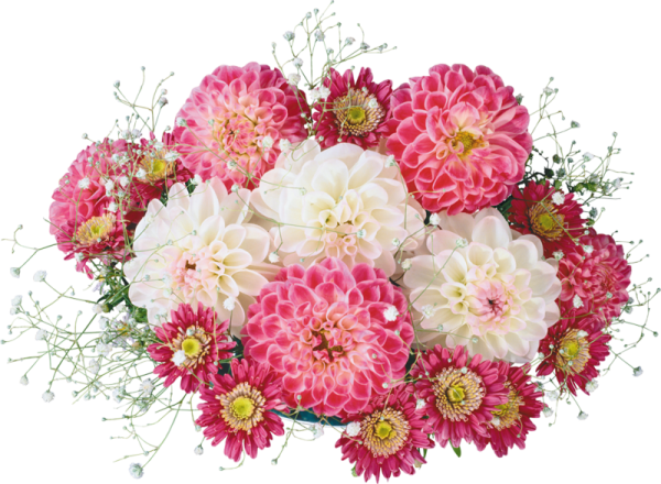 Хризантема одноголовая Антонов