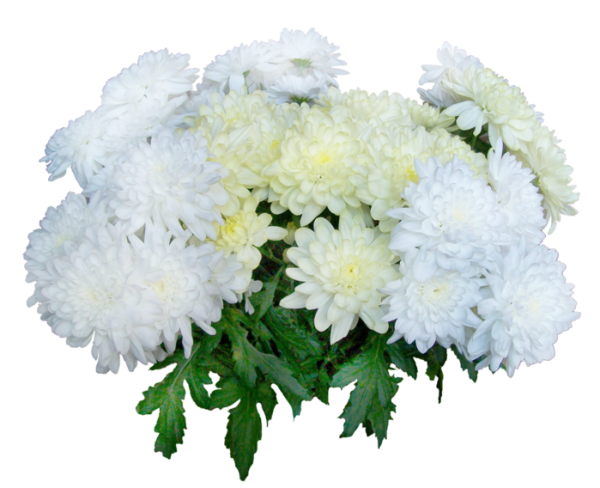 Хризантема ред Пурпл