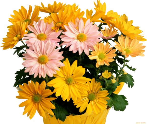 Хризантемы на прозрачном фоне