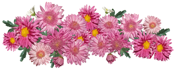 Хризантема ириса Вайолент