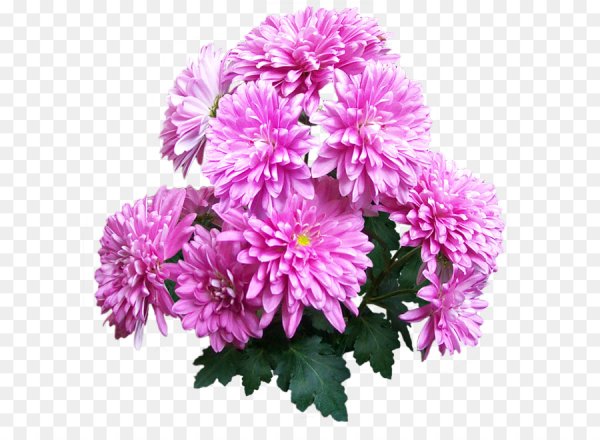 Астра на белом фоне