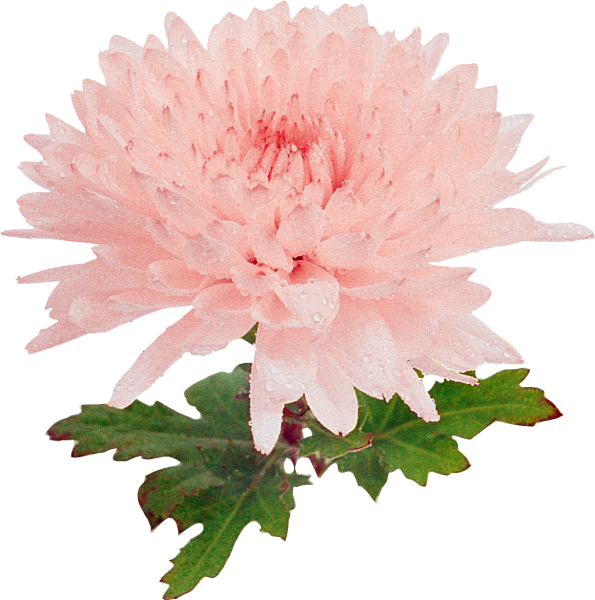 Желтая Хризантема на белом фоне