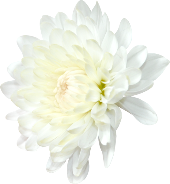 Хризантема для детей