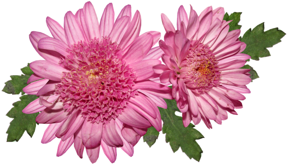 Розовые хризантемы вектор
