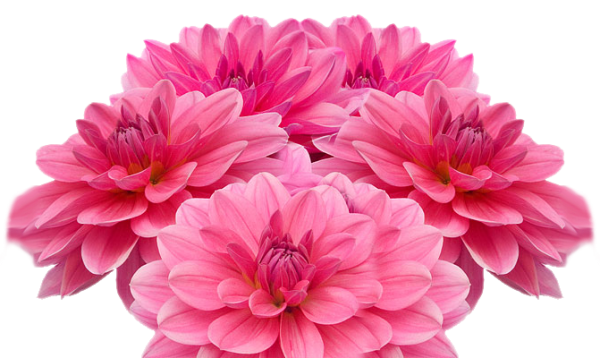 Яркие цветы на белом фоне