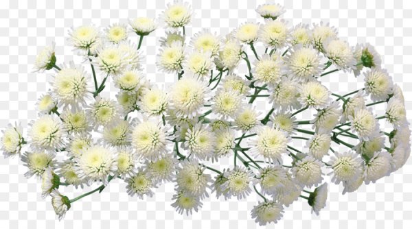 Астра сиреневая куст