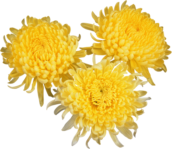 Хризантема Шамрок