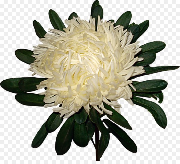 Астры референц