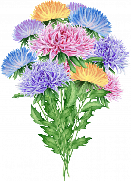 Осенние цветы на белом фоне