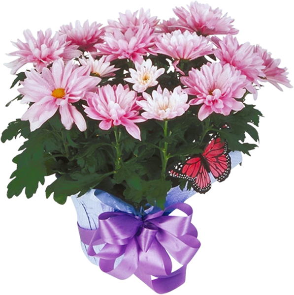 Хризантема Daisy bronce