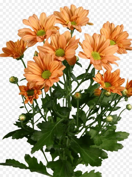 Хризантема Жаде