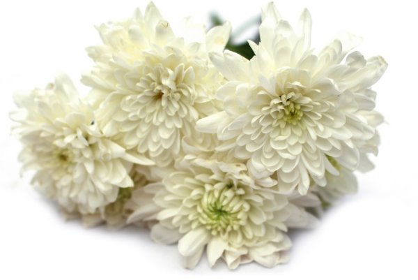 Розовые хризантемы на прозрачном фоне