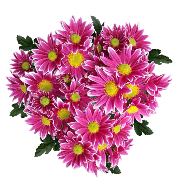 Букет хризантем на прозрачном фоне
