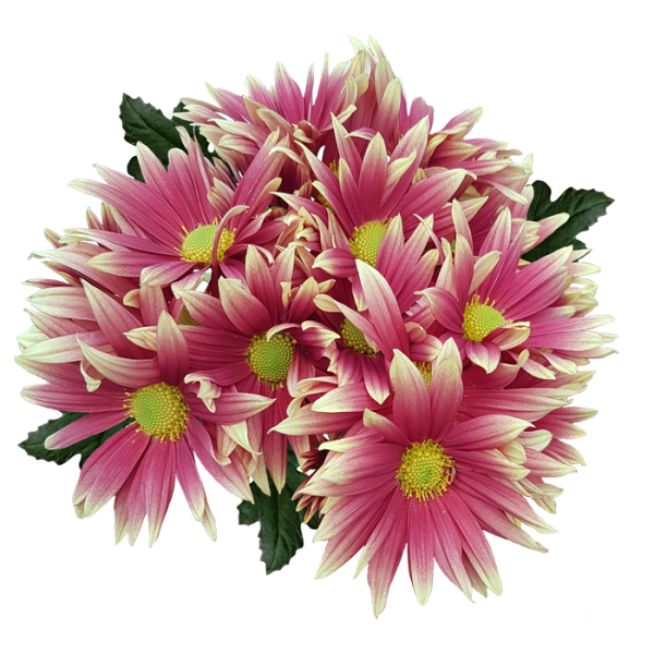 Хризантемы без фона