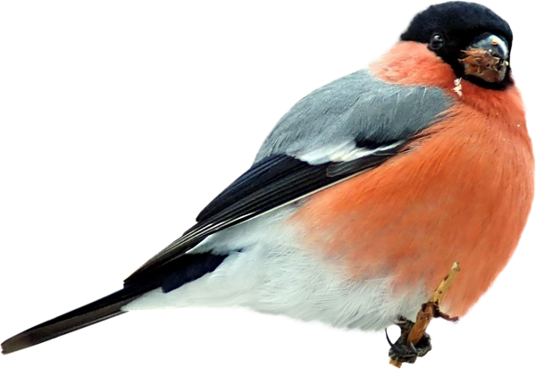 Снегирь на белом фоне