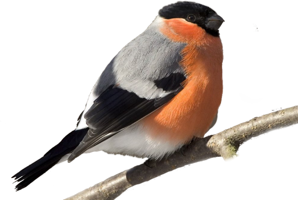 Снегирь на прозрачном фоне
