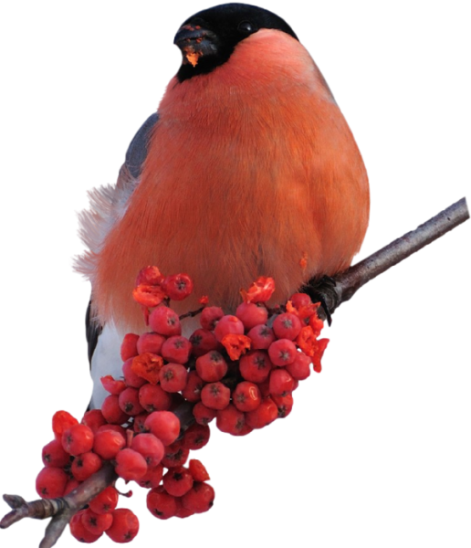 Снери на прозрачном фоне