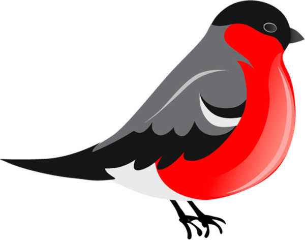 Снегирь рисунок