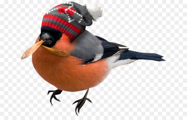 Зимние птицы на белом фоне