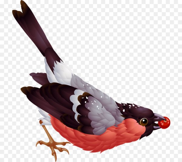 Зимующие птицы на прозрачном фоне