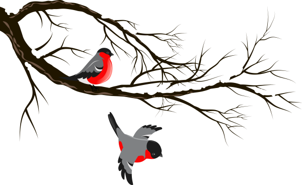 Снегирь на ветке без фона