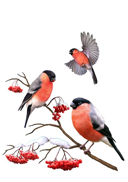 Снегирь на белом фоне