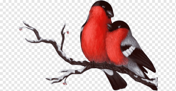 Зимние птицы на белом фоне