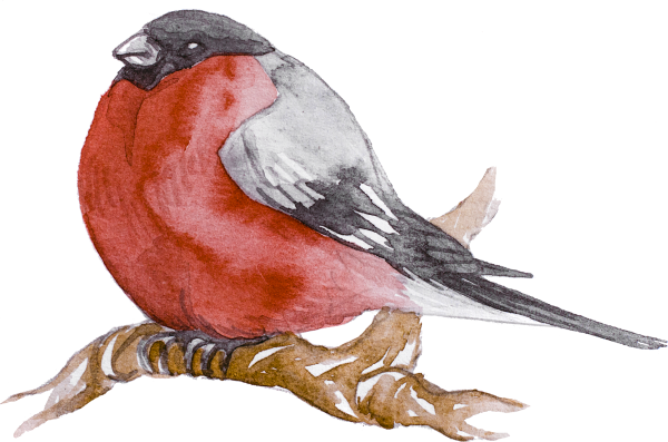 Снери на прозрачном фоне