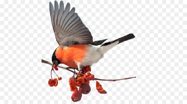 Зимние птицы на прозрачном фоне