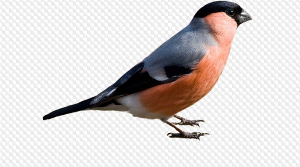 Снегирь птица