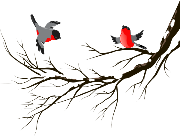 Снегирь на ветке без фона