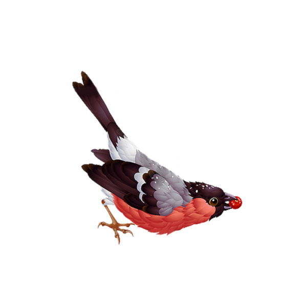 Снегирь на прозрачном фоне для фотошопа