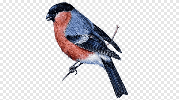Снегирь рисунок на прозрачном фоне