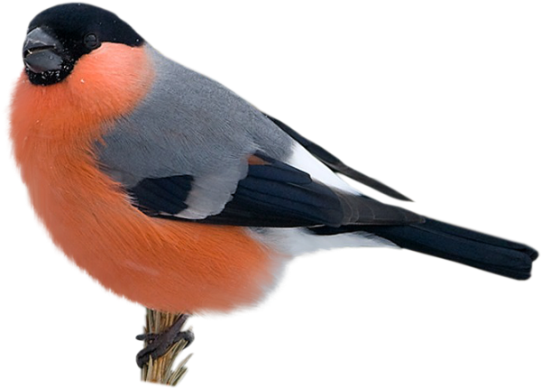 Снегирь на прозрачном фоне