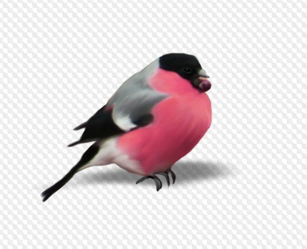 Снегирь на белом фоне для детей