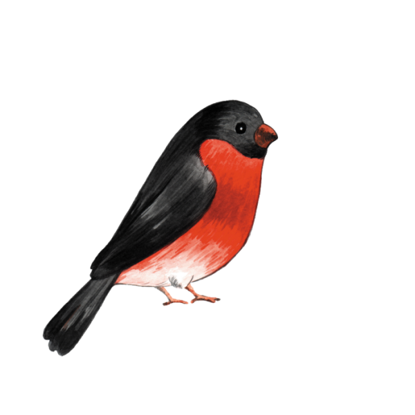 Снегирь рисунок на прозрачном фоне