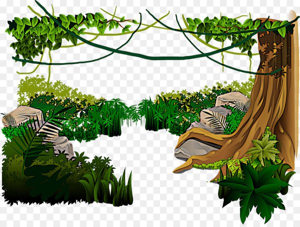 Тропический лес