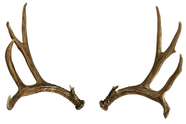 Рога олененка