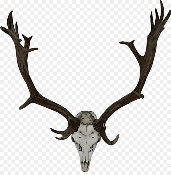 Оленьи рога на белом фоне